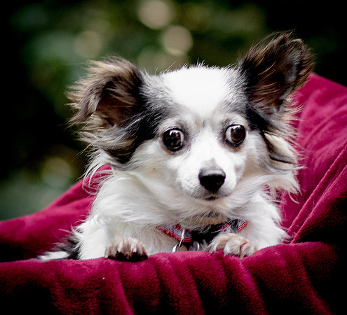 Foster Anouk-8701