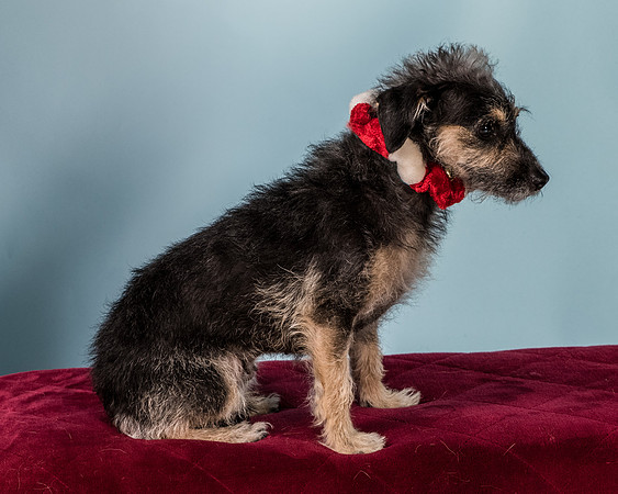 Foster Triscuit-5506