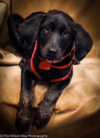Foster Claudine-0950