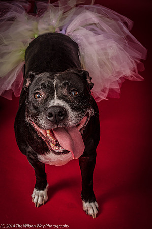 Molly-5822