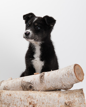 GCSPCA BB-6293