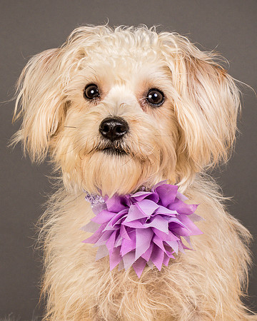 Foster Henrietta-8461