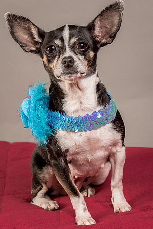 Foster Justice-4678