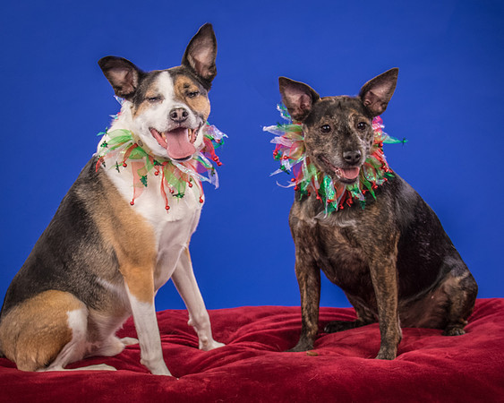 Fitzgerald-Jameo and Loki-4145