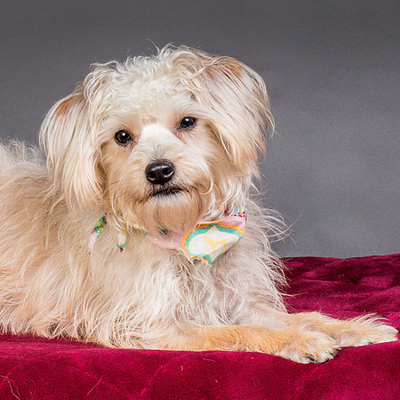 Foster Henrietta-8412
