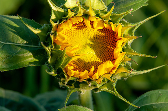 sunflowers-1905