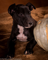 Foster Beryl-6282