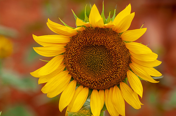 sunflowers-8367