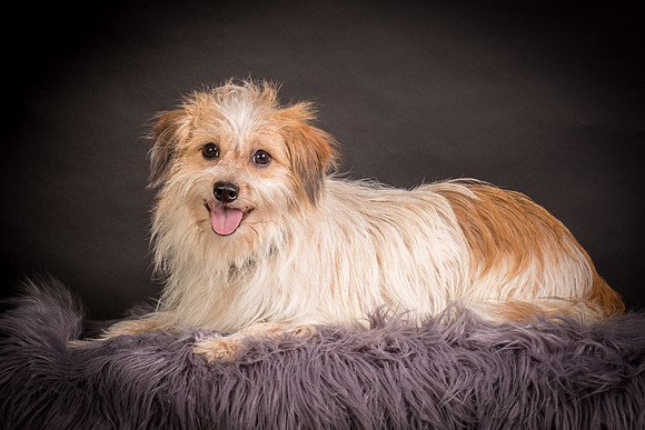 Foster Tiny-1262
