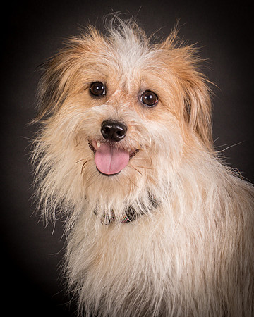 Foster Tiny-1237