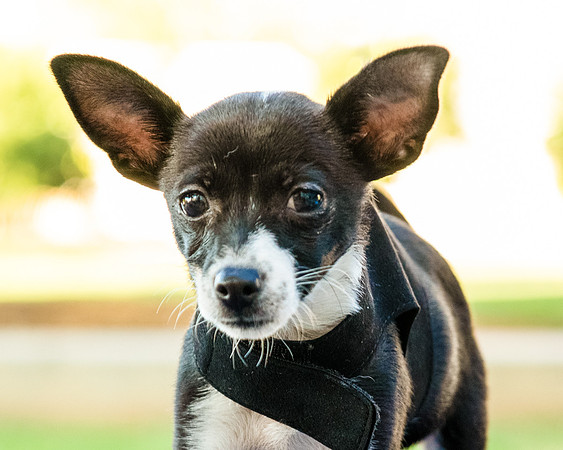 Foster Laila-9777