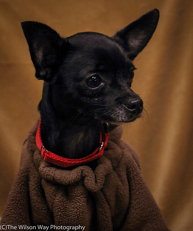 Foster Twiggy-1155