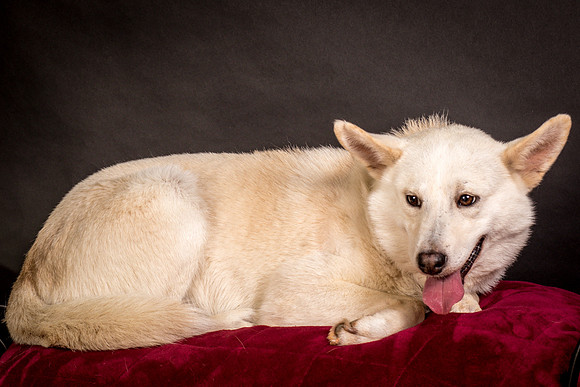 Foster Apache-0548