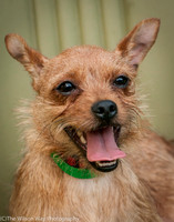 Foster Harry-3679