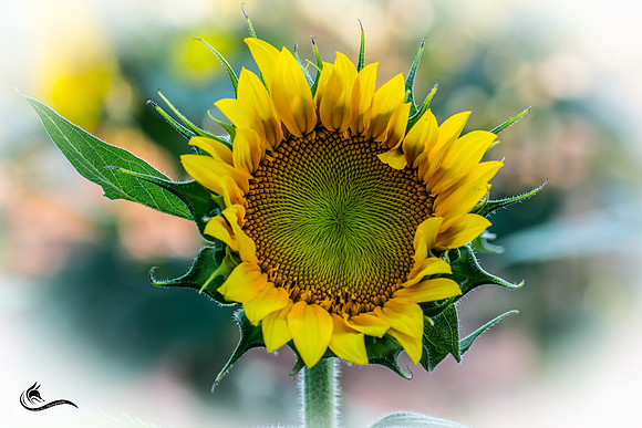 sunflower -0599