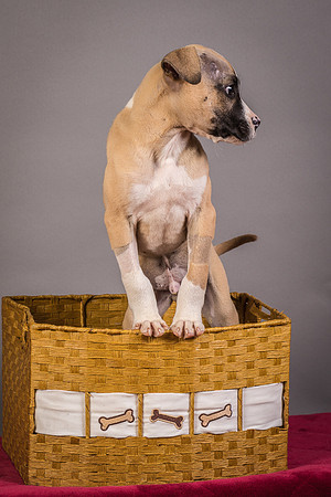 Foster Barnabas-4535