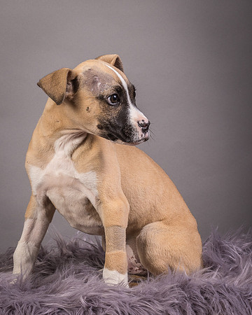 Foster Barnabas-4489