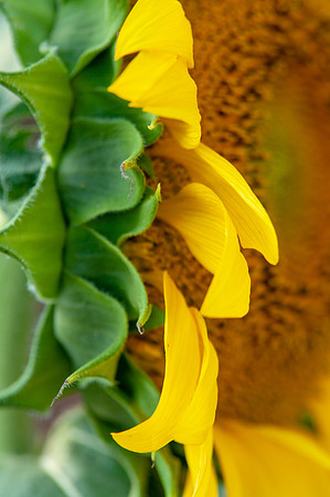 sunflowers-1972