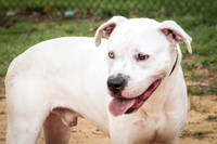 Buddy-1451