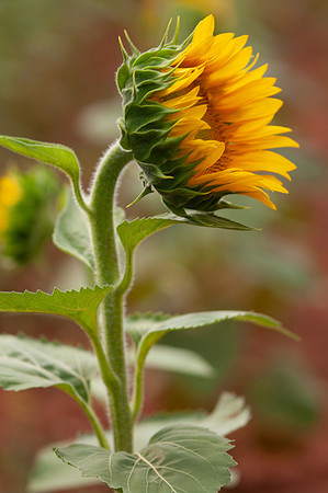 sunflowers-8722