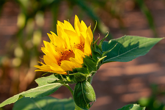 sunflowers-1872