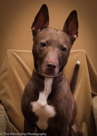 Foster Twix-0515