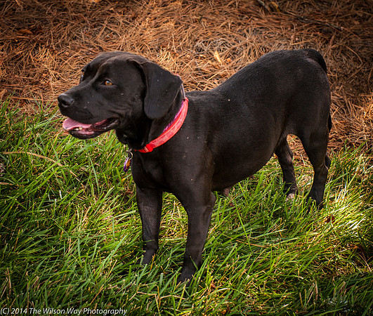 Foster Saratoga-9809