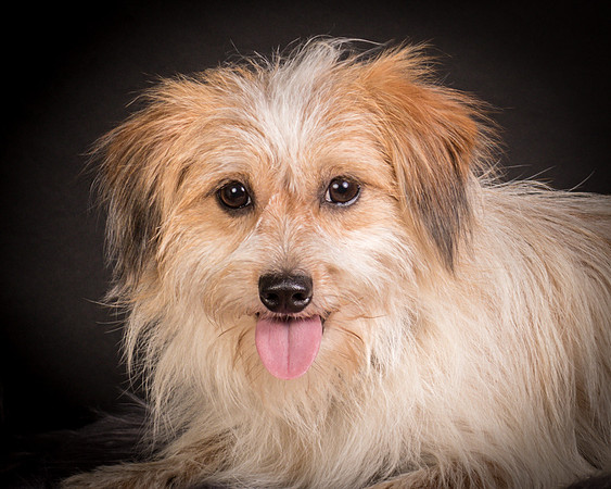 Foster Tiny-1292