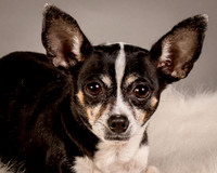 Foster Justice-4603