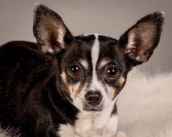Foster Justice-4603