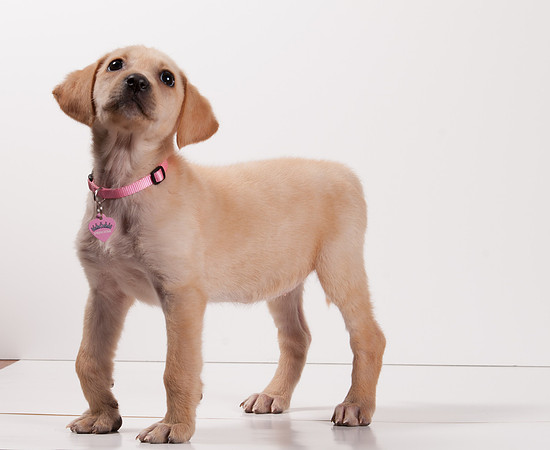 GCSPCA BB-6110