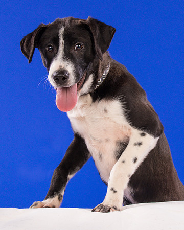Foster Rascal-2442