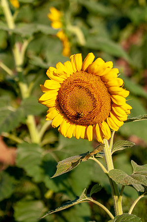 sunflowers-1911