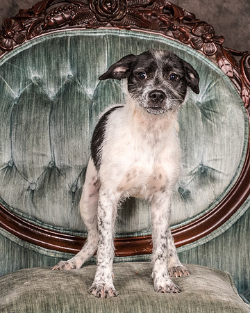 Foster Billie-8163