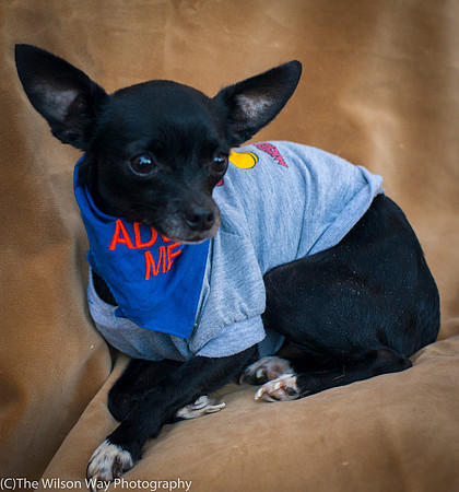 Foster Twiggy-8963
