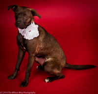 Addison-6289