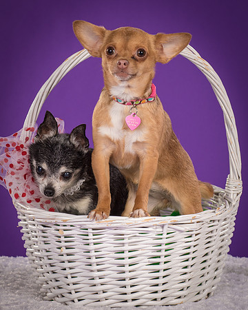 Rhumba and Hula-5486
