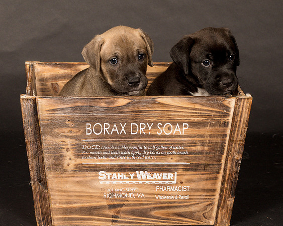 Fosters Pebbles and Gazoo-1710