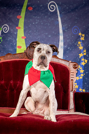 Foster Sylvester-0946