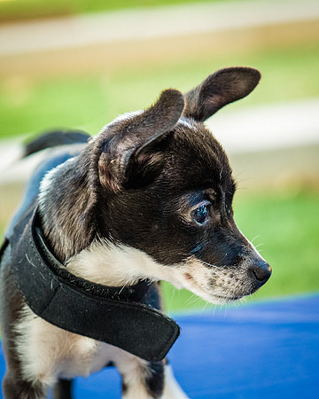 Foster Laila-9809