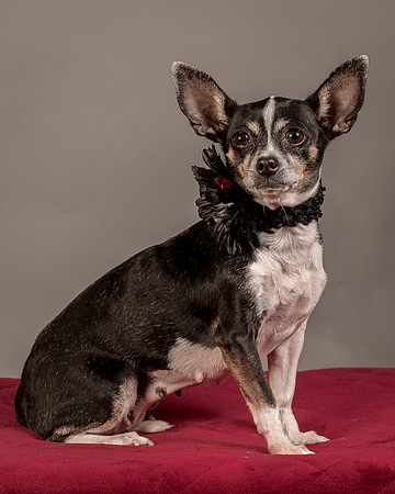 Foster Justice-4707