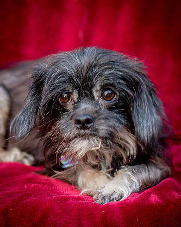 Foster Selene-2736