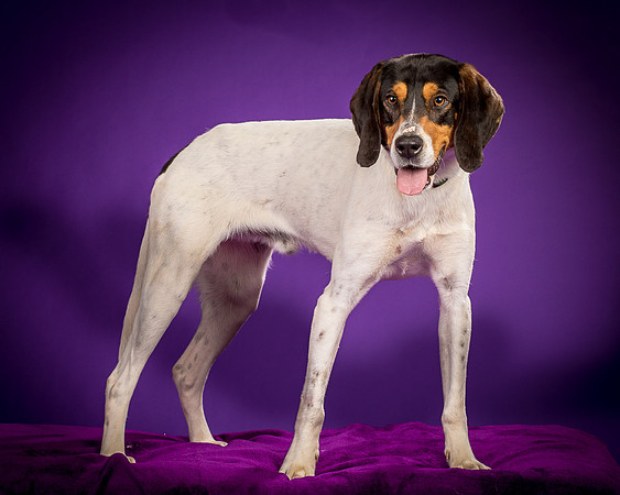 Foster Goofy-0947