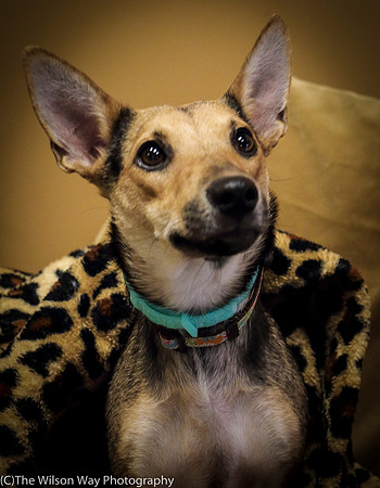 Foster Hula-1012