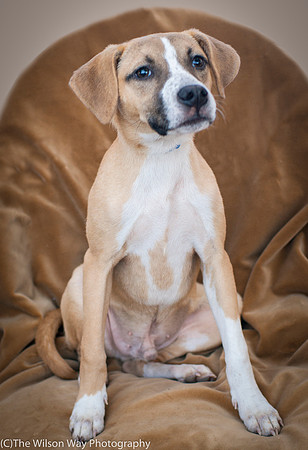 Foster Curly-8873