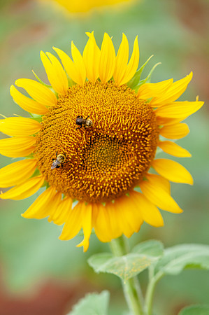 sunflowers-8768
