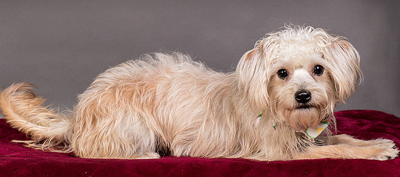 Foster Henrietta-8422