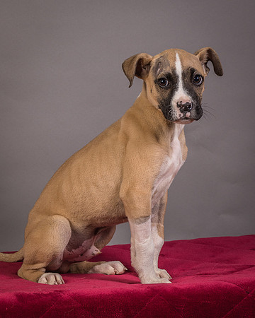 Foster Barnabas-4536