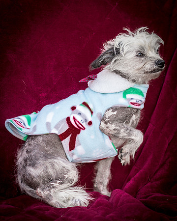 Foster Freckles-7702