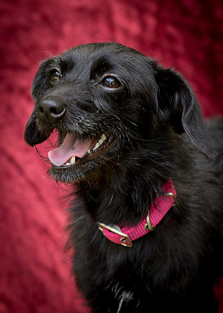 Foster Noche-0762